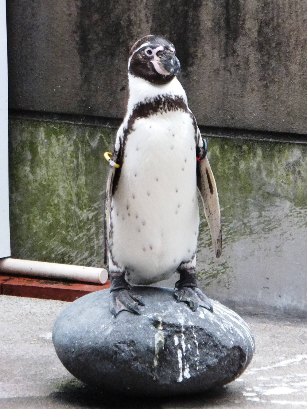 どうかしてるゼ☆の写真