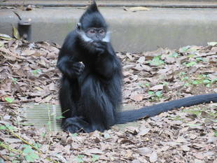 おさるのおやつ(秋)