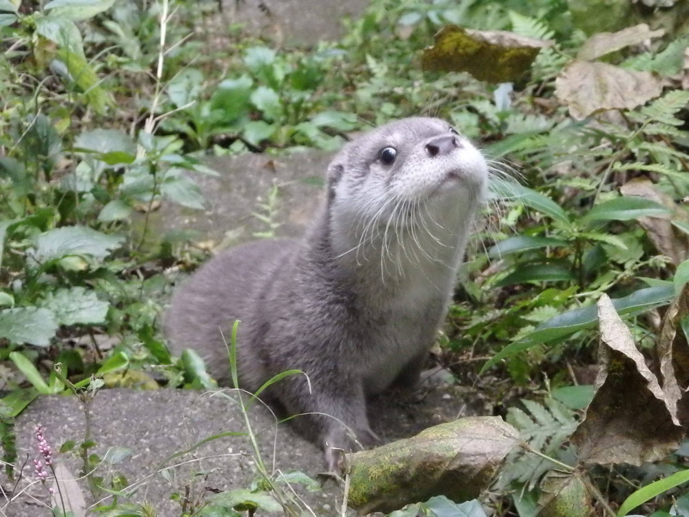 お散歩♪の写真