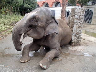 インドゾウ シュリー元気だよ!