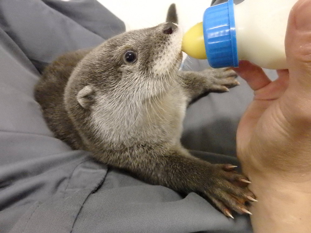 上手に泳げるようになったけど...の写真