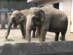 チャメリー その後