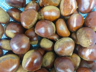 秋の味覚・・・栗！