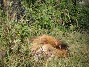 ライオンはど～こだ♪