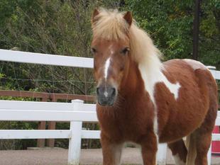 ぱかぱか広場の不思議な現象