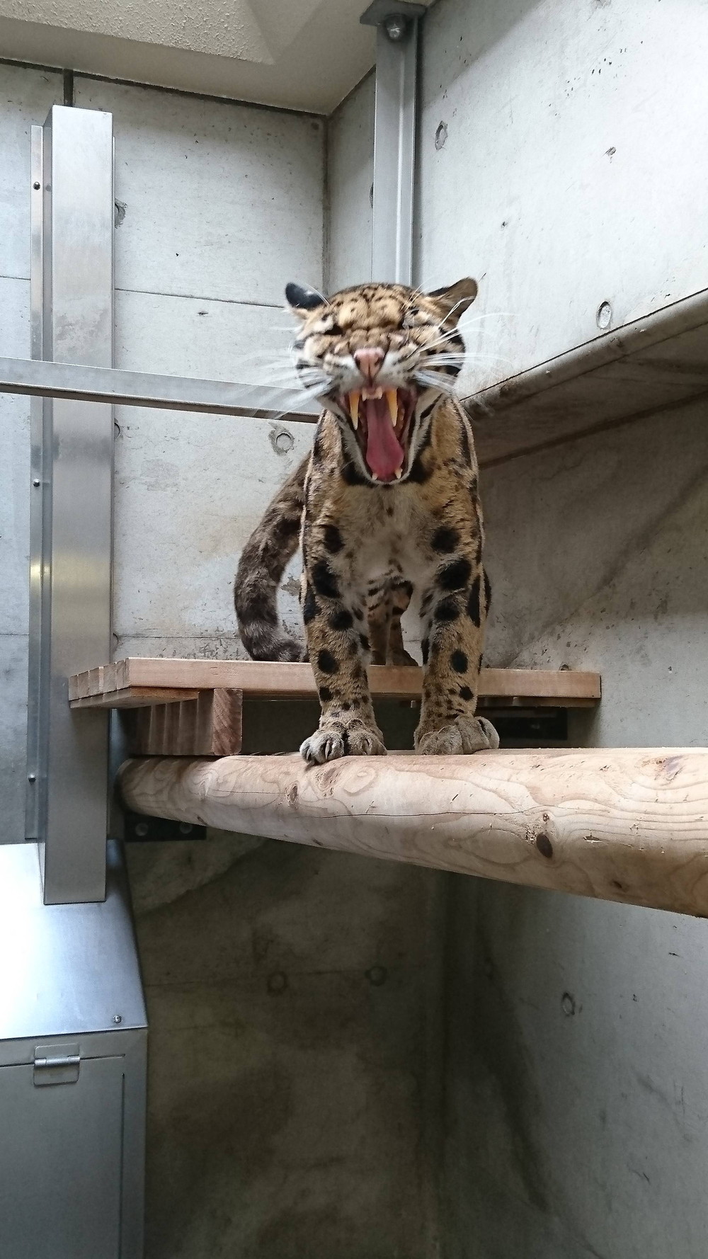 コーラルの居場所が・・・の写真
