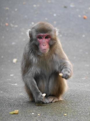 秋の賜物～ちょっと臭う賜物...～