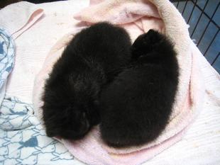 まっくろくろすけ？