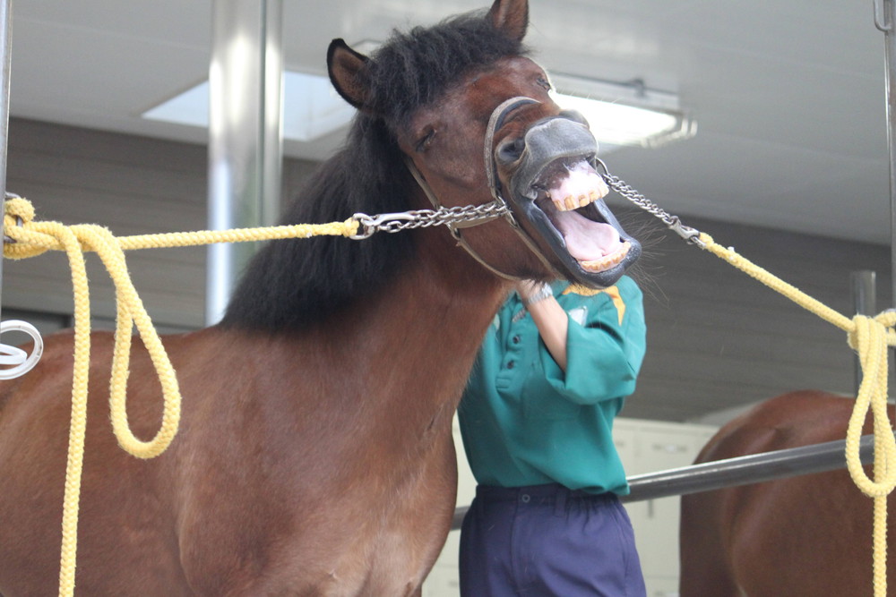大きなあくび!!の写真