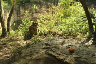 南瓜頭とカボチャ