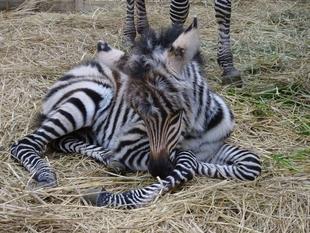 しましま　ふわふわ