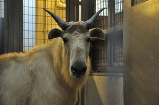 隴を得て蜀を望む