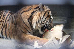 たまには段ボールを！