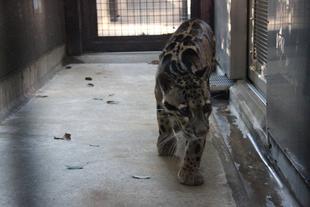 新しいウンピョウ