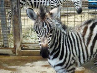 こちらも　すくすく