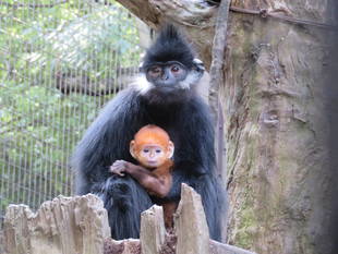 会いに来てね！