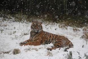 あの雪の日・・・