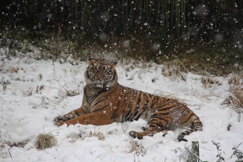 あの雪の日・・・の写真