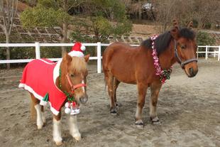 ポニーサンタにポニートナカイ！？