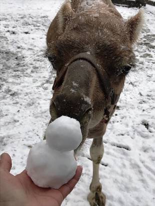 雪とラクダ