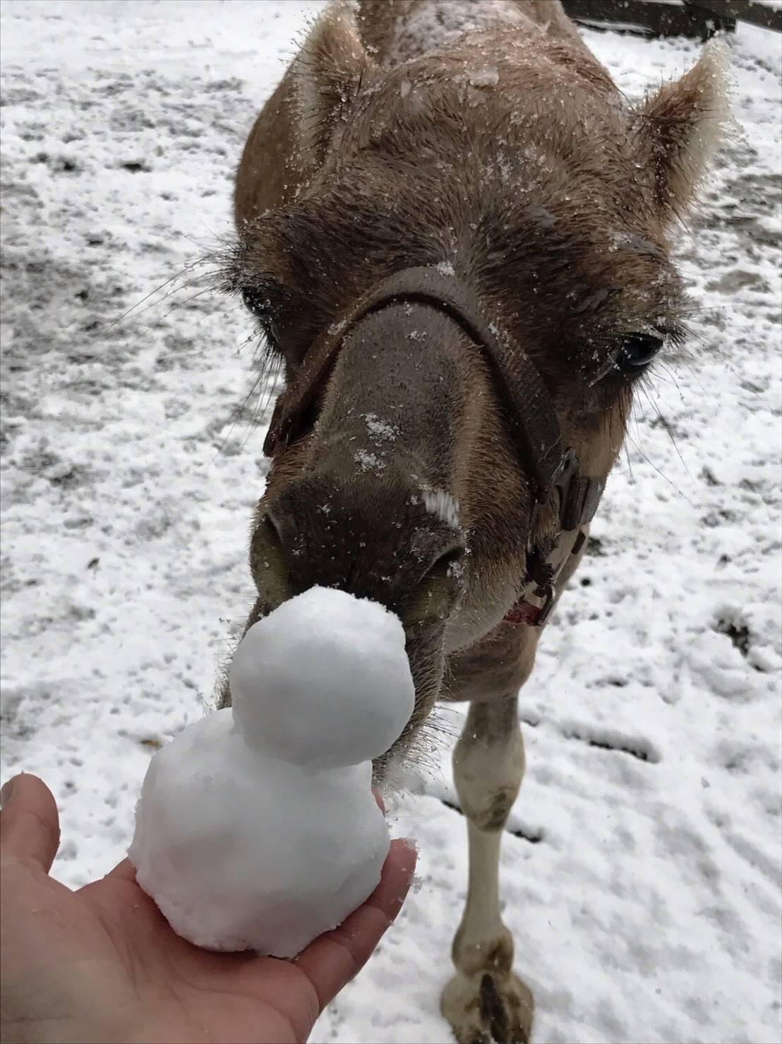 雪とラクダの写真