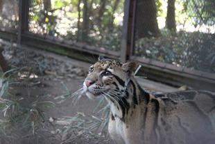 ウンピョウの馴致