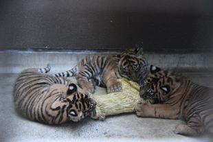 子育て情報-16（大興奮のA.M.）