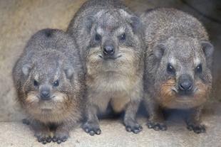 ちびラックス　生後半年を迎えました！