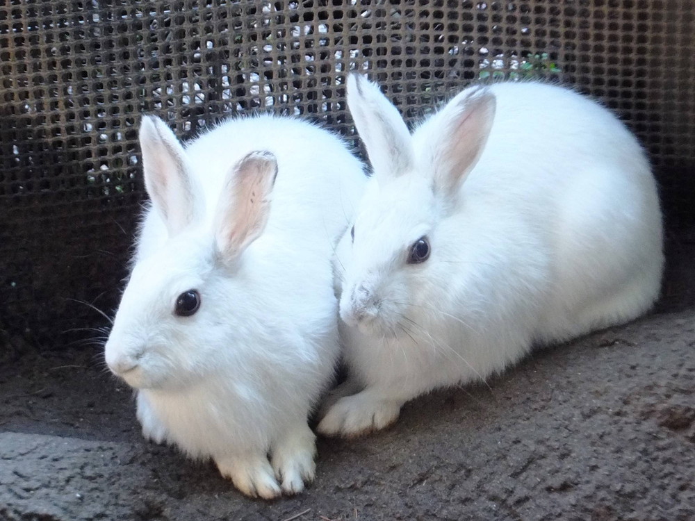 だって、ノウサギだもん。♡♡♡♡♡♡♡♡♡の写真
