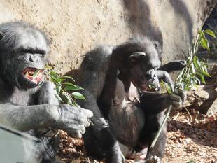 サチコ食欲の冬？