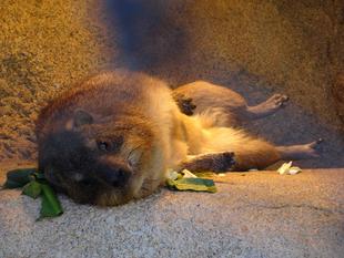 日光を求めて...