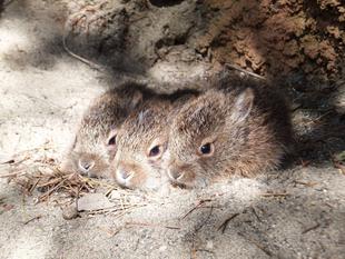チーム・あんこ