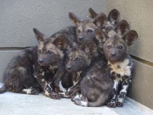 もう、お肉も食べられます!