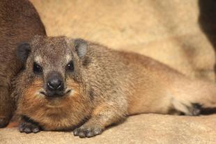 ジョス　元気です！