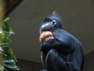 ココアとトントン