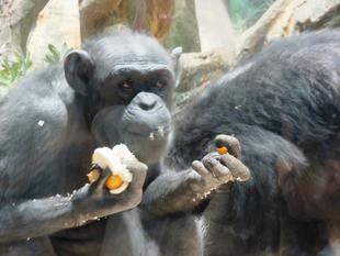 チンパンジーの美味しいお正月