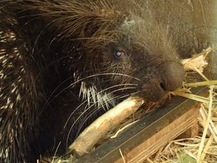 お世話になっています。