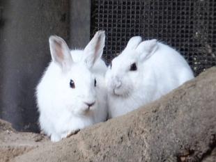 能あるノウサギは・・・♡♡♡♡♡♡♡♡♡♡♡