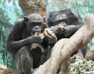 かんかん祭り+バレンタイン