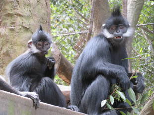 おさるのおやつ（冬）