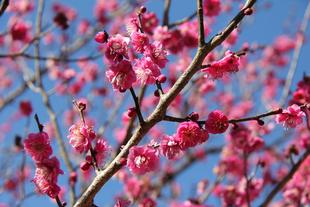 春がきています