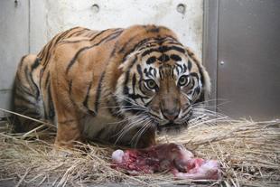 あの～　耳は何処でしたっけ？？