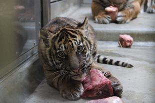 子育て情報-29（採餌風景）