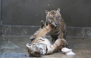 子育て情報-31（350回記念号）