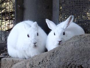 ハッピーバレンタイン♡・・・?