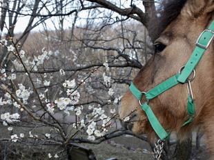 「馬の飼育係になってみよう」の受付開始しました！
