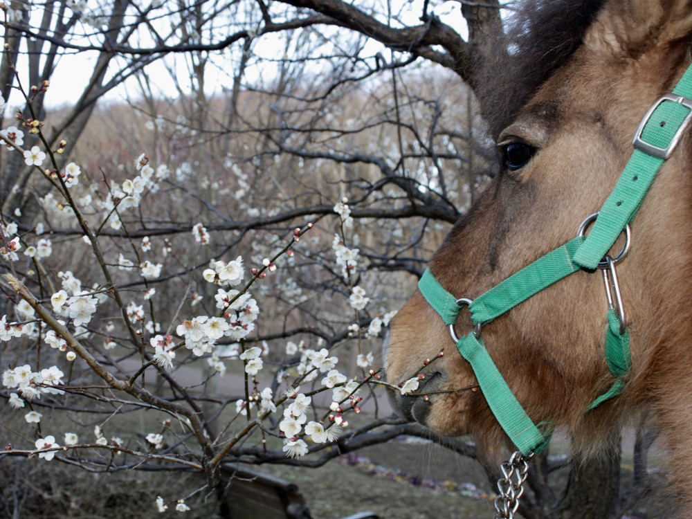 「馬の飼育係になってみよう」の受付開始しました!の写真