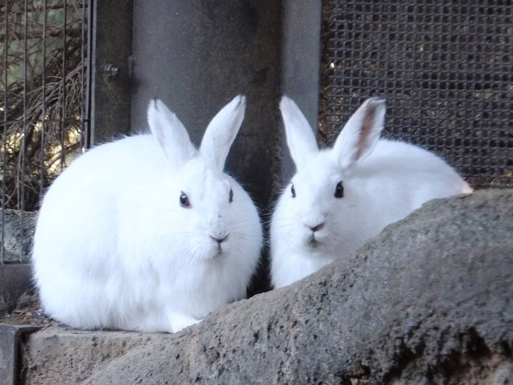 彼らはノウサギでした...。の写真