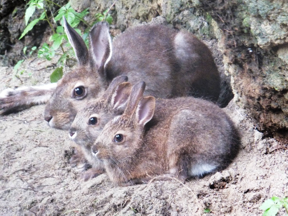 春はもうそこまで!?の写真