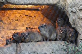 ハイラックスを観察しよう～個体識別・難易度★★★★★＋α～